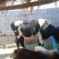 گوسفند با جلب|حیوانات مزرعه|بم, |دیوار