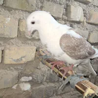 کفتر|پرنده|اسفراین, |دیوار