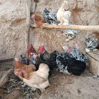 تخم کوشین و برهما