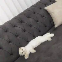 گربه اسکاتیش دبل فولد|گربه|قدس, شهر‌قدس|دیوار