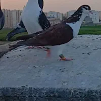 ساده سرخ دم رخ منجوق به پا گمشده منطقه طبرسی|حیوانات|مشهد, طبرسی شمالی|دیوار