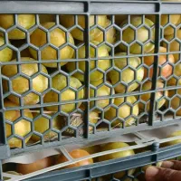 خریدار آلو کارخانه ای تناژ بالا هستم تصفیه نقد