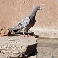 پلاکی نر|پرنده|اصفهان, بهرام‌آباد|دیوار