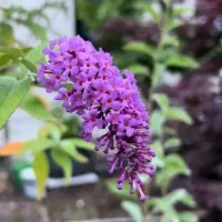 استخدام کارگر ساده