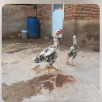 یک خروس لاری اصل با مرغ|حیوانات مزرعه|بناب, |دیوار