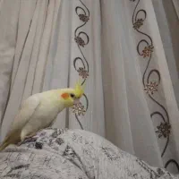 یک عدد عروس هلندی نر سخنگو|پرنده|آذرشهر, |دیوار