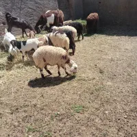 بره نر وماذه