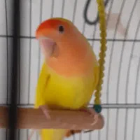 یک جفت طوطی برزیلی با ۳ تخم