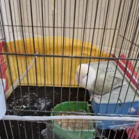 کوتوله برزیلی سفید|پرنده|مشهد, ادیب نیشابوری (شهرک غرب)|دیوار