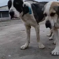 سگ آلابای اصیل