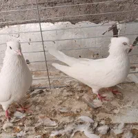 کفتر نقش و پرشی و نوک قنار