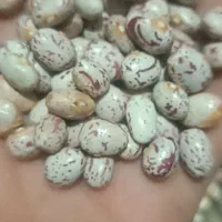 لوبیا