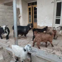 بزغاله بز بره کره دوبور گوسفند|حیوانات مزرعه|فلاورجان, |دیوار