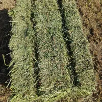 یونجه خشک بسته بندی|حیوانات مزرعه|بیله سوار, |دیوار