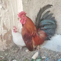 یک جفت مرغ و خروس زینتی مینیاتوری