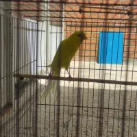 قناری رسمی بلند نر