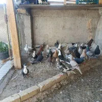 کبوتر|پرنده|لنجان, |دیوار