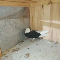 ابلغ|پرنده|قم, سراجه (۱۵ خرداد)|دیوار