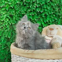 توله بریتیش مو کوتاه|گربه|بندر ماهشهر, |دیوار