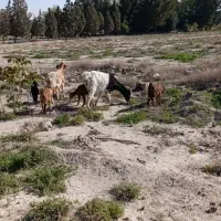 بز و بزغاله بره