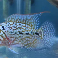 فلاور تایلندی