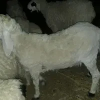 گوسفند قوچ ۲ساله