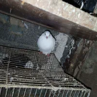 فروشی کبوتر|پرنده|رانکوه, |دیوار