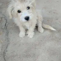 سگ پاکوتاه