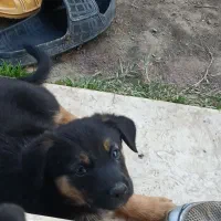 سگ ژرمن شیپرد مینیاتوزی وارداتی|سگ|سنگر, |دیوار