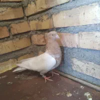 توله سگ از نصل سگ علی پلنگ