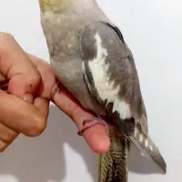 عروس هلندی خاکستری معمولی