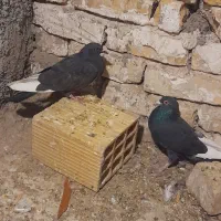 یک جفت قارا نشاد خوب پرشی پرشی چشم قرمز خون|پرنده|اقبالیه, |دیوار