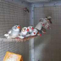 قفس آلومینیومی بزرگ و سفارشی