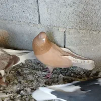 کبوترزرد.سفید. کله دم سبز..خوروس ومرغ جوان|پرنده|اصفهان, بوستان ناژوان|دیوار