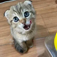 اسکاتیش فولد دو رگه فروش(واگذاری)