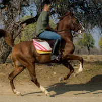 نریان سیلمی کره طوفان جنتیان&اسطوره مهتاب|اسب و تجهیزات اسبسواری|قزوین, |دیوار
