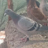 کفتر مسافتی