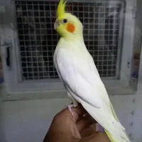 جوجه عروس و مرغ عشق جوانه