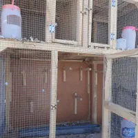 قفس جفت کن|لوازم جانبی حیوانات|داران, |دیوار