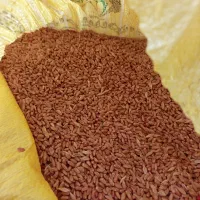 گندم بوجاری شده درجه یک