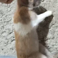 خرگوش