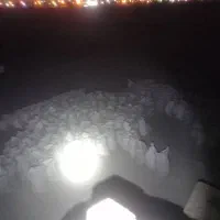 سیمان تیپ 5 خوزستان|مصالح و تجهیزات ساختمان|اهواز, پردیس دو|دیوار