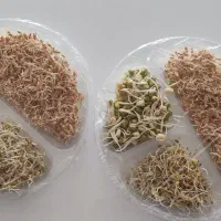 جوانه ارگانیک گندم ماش و یونجه
