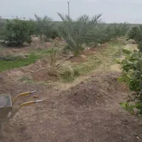 کشاورزی و باغبانی ونگهبانی بم