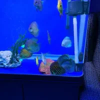 آکواریوم دلسا ۸۰ سانت و ماهی های دیسکس|ماهی|اصفهان, سپاهانشهر|دیوار