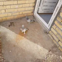 یک‌جفت‌کبوتر‌پلاکی‌به‌شرط|پرنده|اقلید, |دیوار