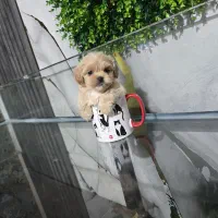 مالتیپو لیوانی باهوش