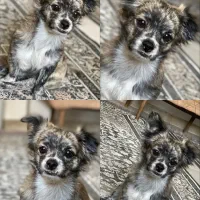 گمشده|حیوانات|نظرآباد, مسکن مهر نظرآباد|دیوار