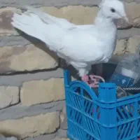کبوتر سفید پر ۶تا یه تومن
