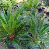 تولیدی گل و گیاه (فضای سبز)|خدمات باغبانی و درختکاری|تنکابن, |دیوار